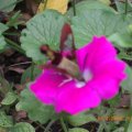 August_10_flwrs3 (7)
