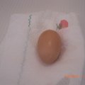 Aug_3_12 first egg (1)