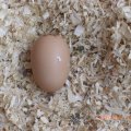 Aug_3_12 first egg (2)