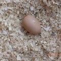 Aug_3_12 first egg (3)