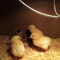 chicks_1