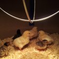 chicks_2