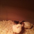 chicks_4