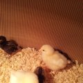 chicks_5