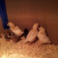 chicks_6