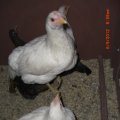 chicks_6_9_12 (1)