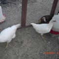 chicks_6_9_12 (2)