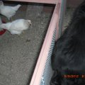 chicks_6_9_12 (3)