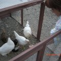 chicks_6_9_12 (5)