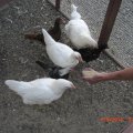 chicks_6_9_12 (6)