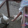 chicks_6_9_12 (7)