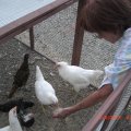 chicks_6_9_12 (8)