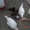 chicks_6_9_12 (9)