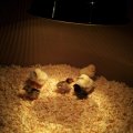 chicks_9