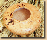 Maple Burl